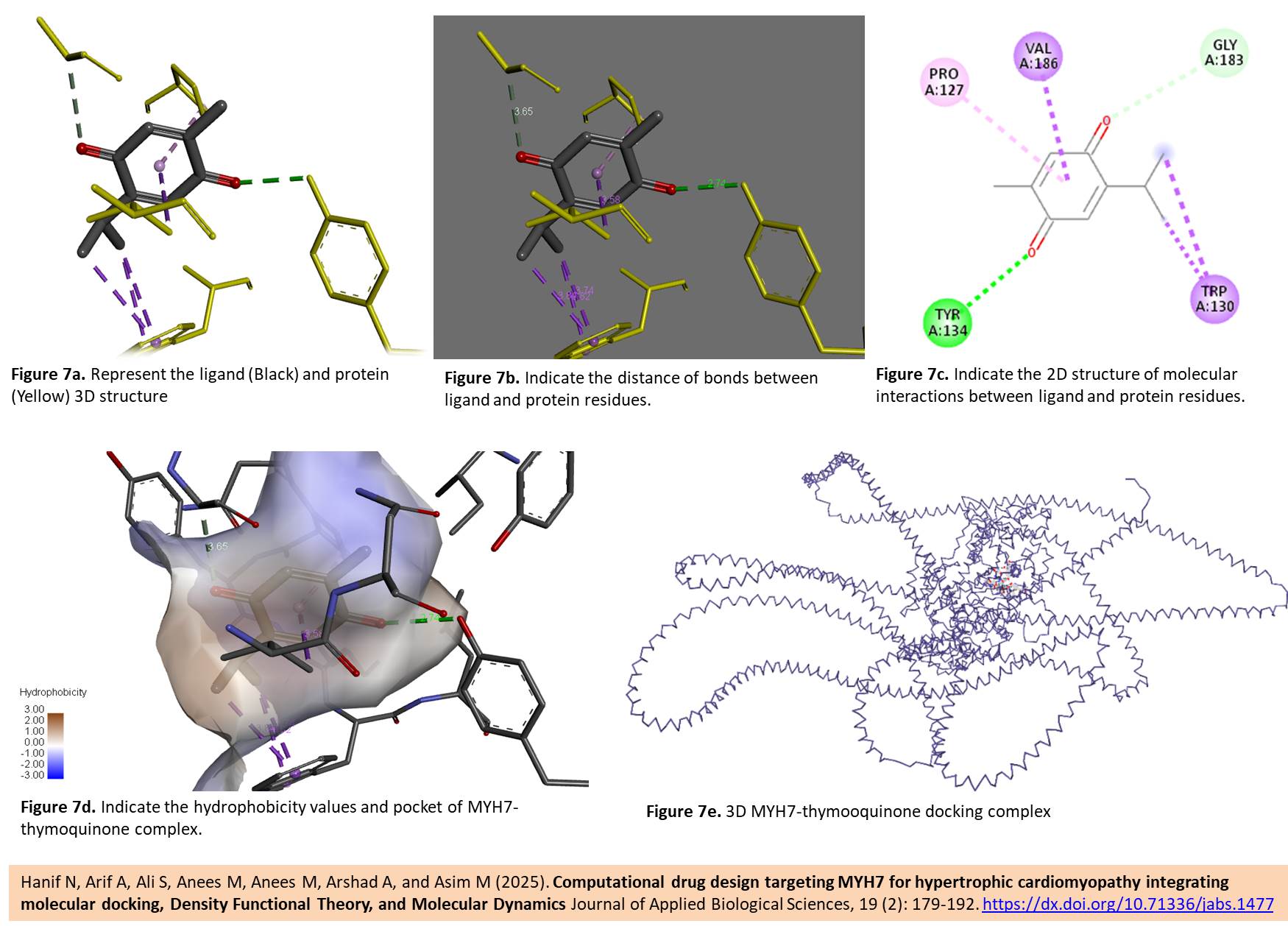 Computational drug design targeting MYH7 for hypertrophic cardiomyopathy integrating molecular docking, Density Functional Theory, and Molecular Dynamics Simulations 