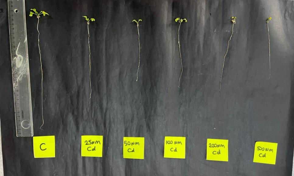 Figure 1. The effects of the Cd applications on garden cress seedlings during the early vegetative period