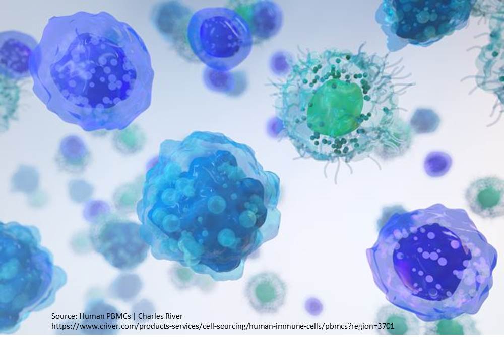 Determination of the effects of monosodium glutamate, calcitriol and coenzyme Q substances on suppressing immune system cells